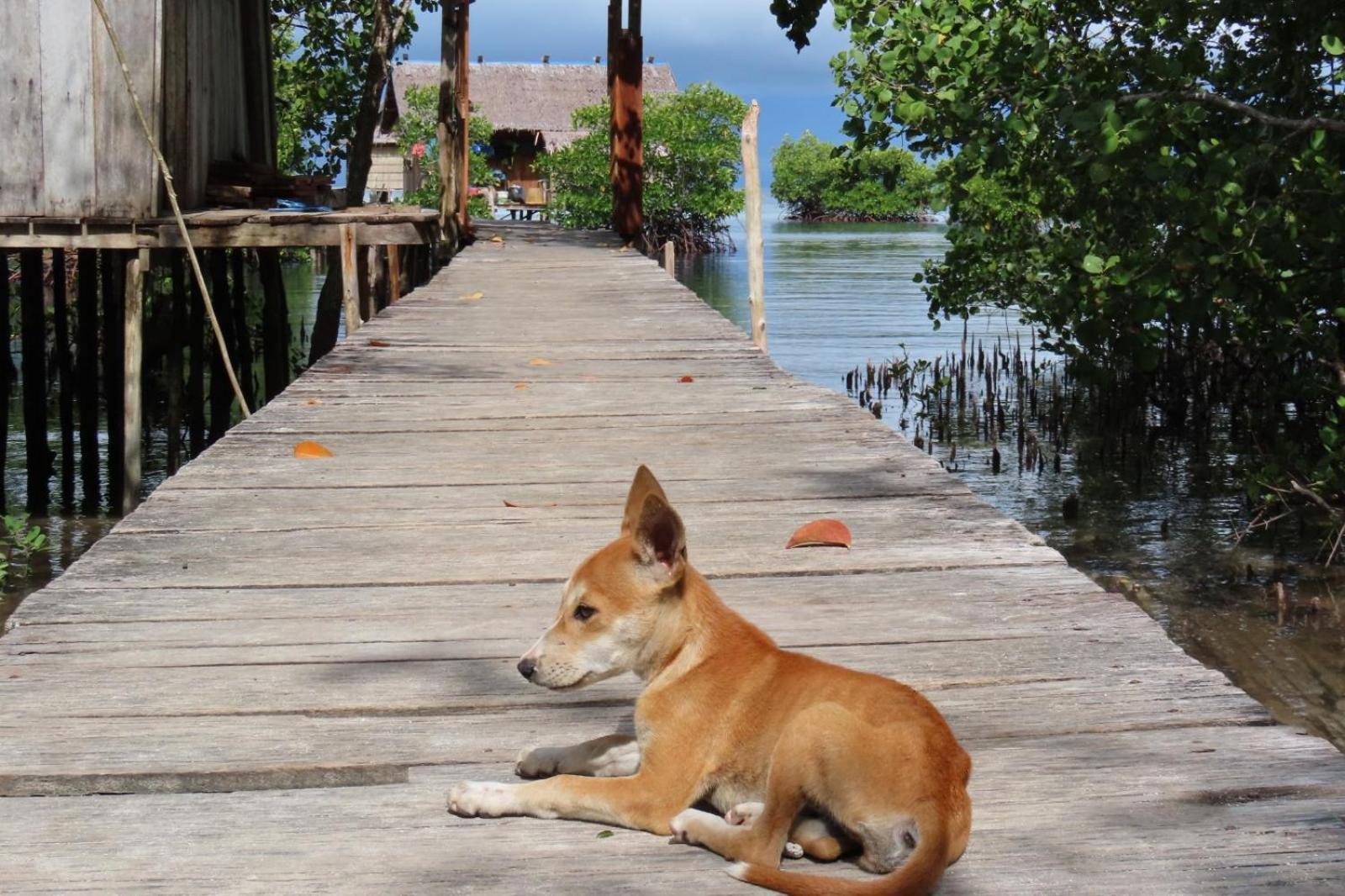 Nyanse Homestay - Raja Ampat Besir Buitenkant foto